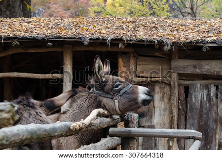Brown donkey in wooden cage, domestic animals.