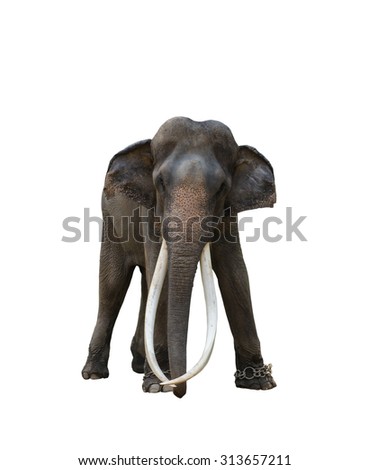 Very long ivory Thai elephant whole body isolated on white background.