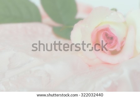 Beautiful Moon Stone rose soft style for the background.