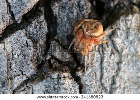 Close up shot of spider on the tree/on bark texture