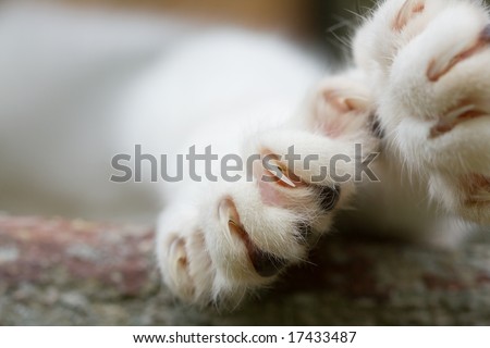 Close-up of cat paw with claws out.