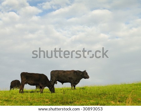 Black Angus Cattle grazing.