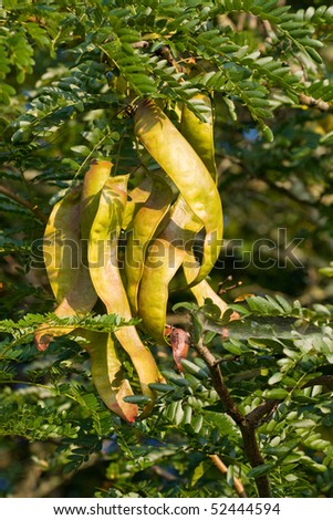 Honey Locust Tree (Gleditsia Triacanthos) With Fruit. Stock Photo ...