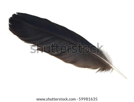 Black Crow Feather. Stock Photo 59981635 : Shutterstock