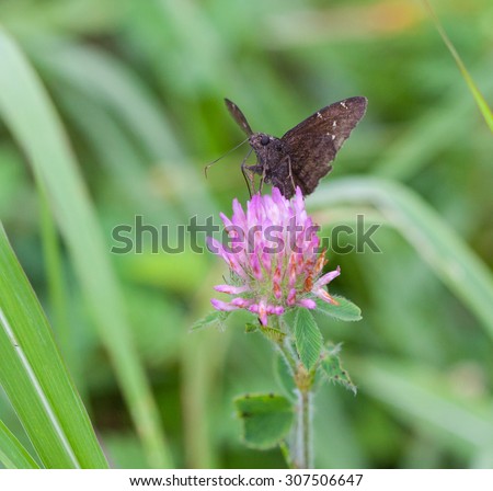 Northern Cloudywing Skipper (Thorybes pylades) on Red Clover