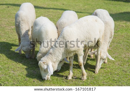 Sheep in a meadow in the farm