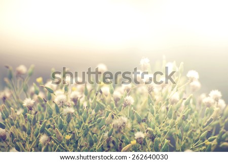 Vintage photo of Abstract nature background with wild flowers and plants dandelions