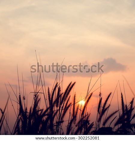 Vintage silhouette photo of abstract sunset nature background with wild flowers and plants (Vintage color tone image)