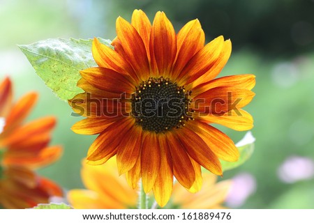 Macro flower sunflower or Lantern. Garden in the city of Angarsk, Irkutsk region in Eastern Siberia. Sunny day.