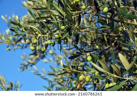 Branch of olive tree for production of extra virgin oil. Stock foto © 