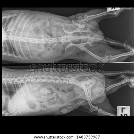 X Ray Impregnation Caption X Ray Impregnation Caption