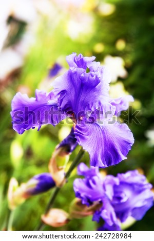 Purple iris flower on green background.  Siberian iris. Iris sibirica.