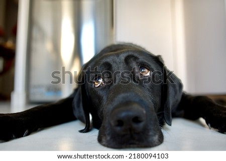 Similar – Image, Stock Photo Adult tired dog lying on sofa at home