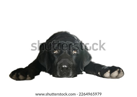 Similar – Image, Stock Photo Adult tired dog lying on sofa at home