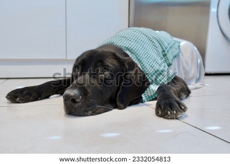Similar – Image, Stock Photo dog with towel front view