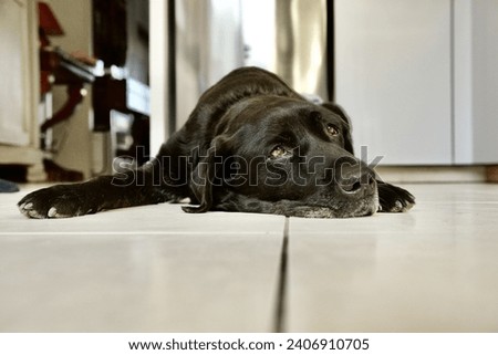 Image, Stock Photo Adult tired dog lying on sofa at home