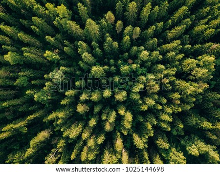 Image, Stock Photo View into the forest II