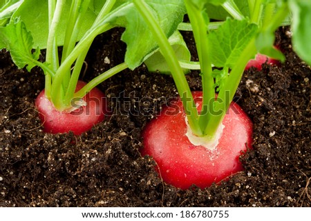 organic red radish grows in the ground