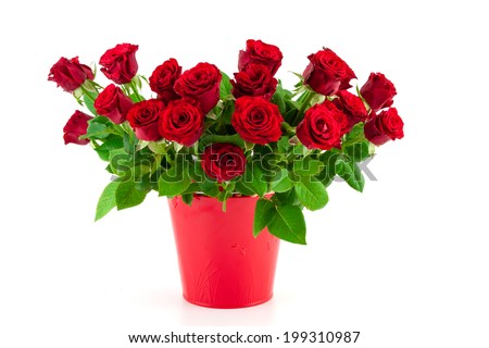 bouquet of bright red roses in a red bucket on a white background