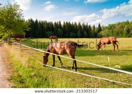 Horses and foal grazing in a pasture in a horse farm