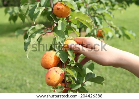 Hand picking apricots from a branch of apricot tree