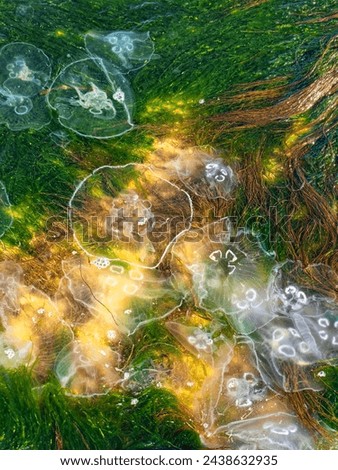 Similar – Image, Stock Photo teeming jellyfish in the harbour basin