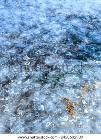 Similar – Image, Stock Photo teeming jellyfish in the harbour basin