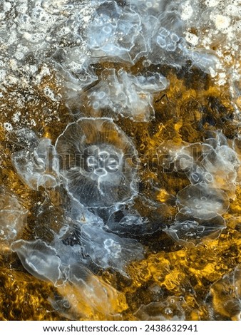 Similar – Image, Stock Photo teeming jellyfish in the harbour basin