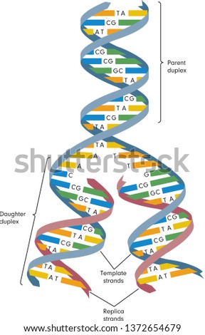 DNA replication. Vector diagram