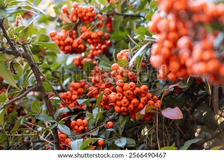 Similar – Image, Stock Photo Sea buckthorn hedge