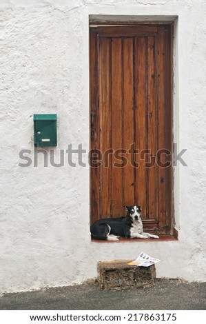 dog lying at front door with newspaper, tenerife, canary islands