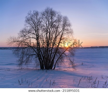 big tree by frozen Volga river in sunset, Kazan, Russia