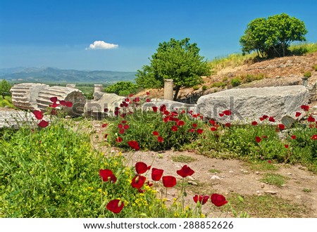 pieces of ancient marble greek columns in Ephesus with blooming poppy flowers, Turkey