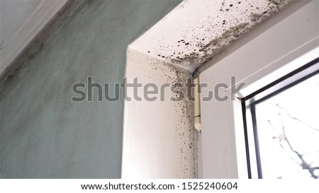 Mold growth. Mould spores thrive on moisture. Mold spores can quickly grow into colonies when exposed to water 商業照片 © 