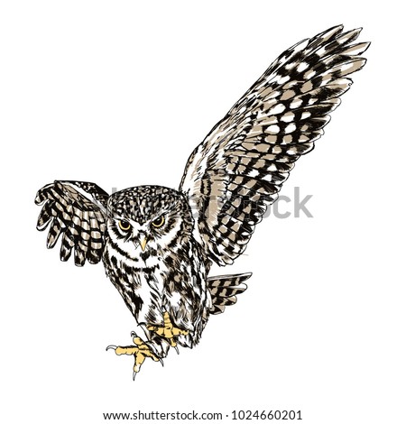 Owl Flying Drawing | Free download on ClipArtMag