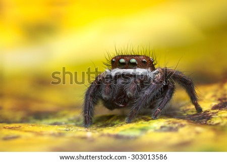 Red Jumping Spider with white face