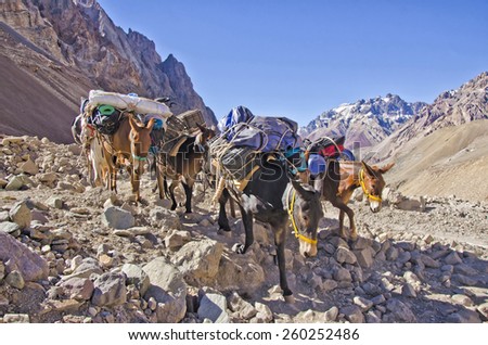 Mules  caravan  in the Andes Mountain near Aconcagua