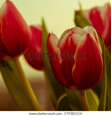 purple tulips on white background filtered effect
