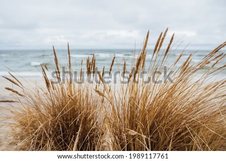 Similar – Image, Stock Photo Dune with dune grass in front of bright blue sky