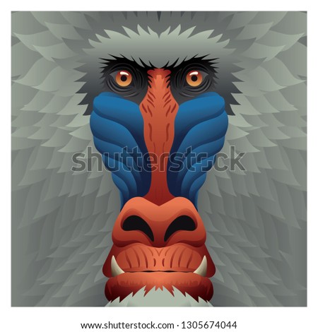 BABOON MANDRILL BLUE FACE AND GREY FUR