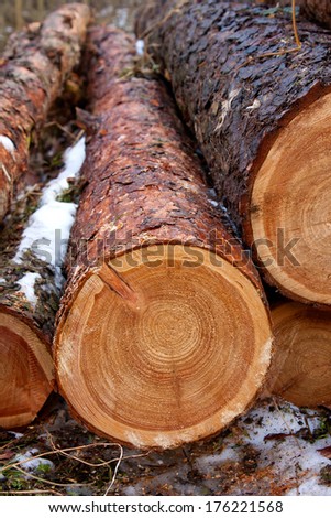 Cut tree log of pine tree