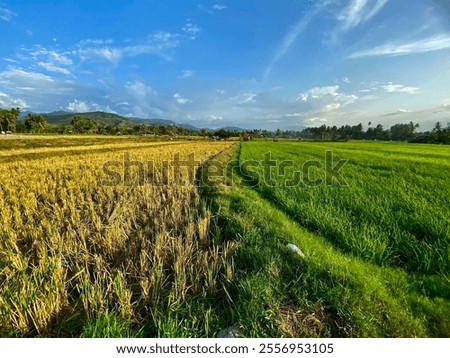 Similar – Image, Stock Photo Divider between crops on a farm