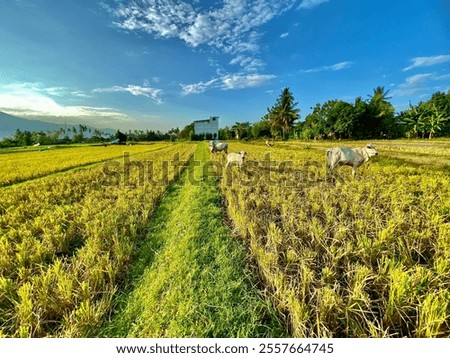 Similar – Image, Stock Photo Divider between crops on a farm