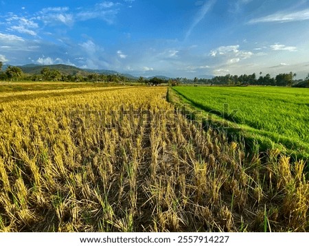 Similar – Image, Stock Photo Divider between crops on a farm