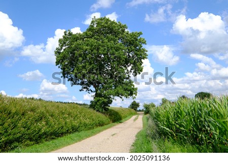 Similar – Image, Stock Photo Path between two corn fields in the evening sun