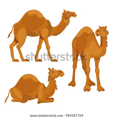 Three different poses camels isolated over white background