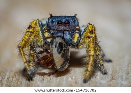Black and Yellow Jumping Spider Macro, eating a bug