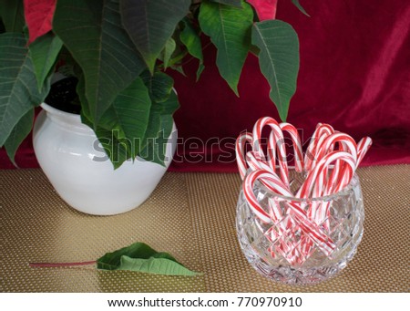 Similar – Foto Bild Leuchtender Weihnachtsstern vor kahlem Baum und Nebel