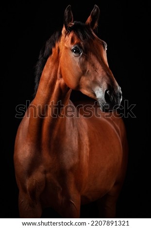 Image, Stock Photo beautiful brown horse portrait in the meadow