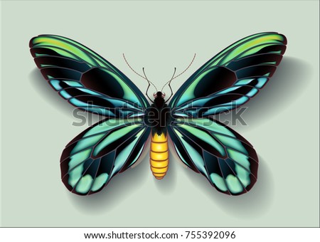 Realistic vector picture butterfly Ornithoptera alexandrae male on light background casting off a shadow